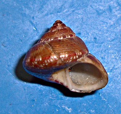 Gibbula umbilicaris